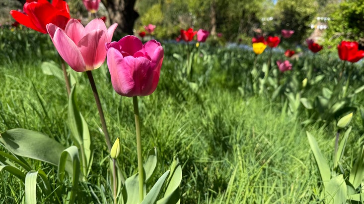 Tulips at Tredegar